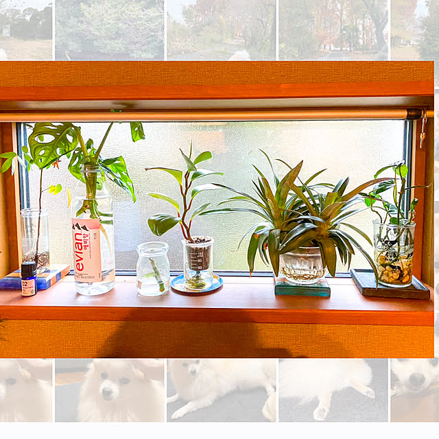 キッチン/キッチン周り/キッチン背面/観葉植物/植物のある暮らし...などのインテリア実例 - 2024-12-22 20:27:19