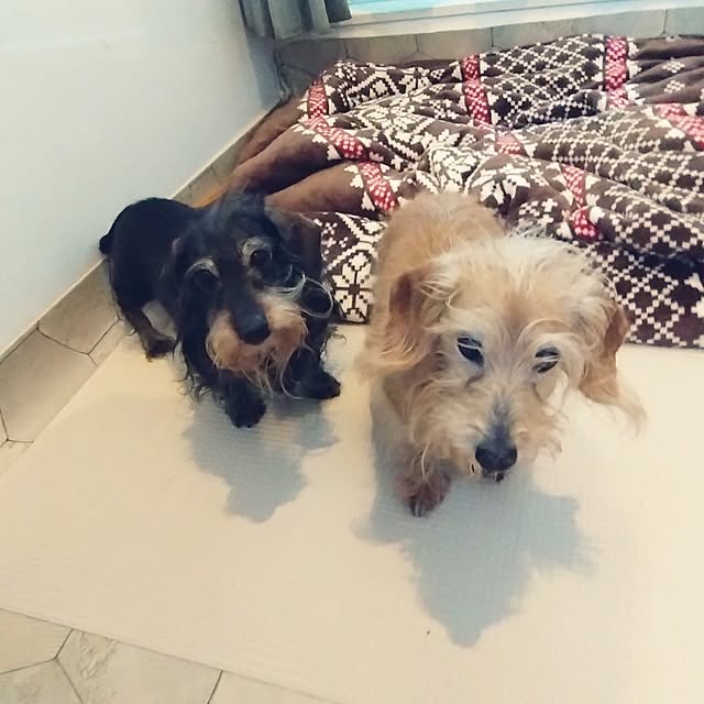 chocococoaさんの実例写真