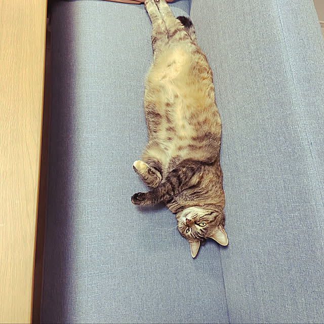 Zumdaさんの実例写真