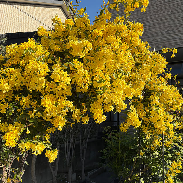 ronronさんの部屋