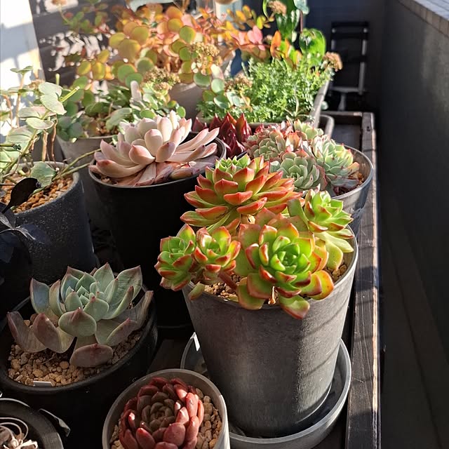 noaさんの実例写真