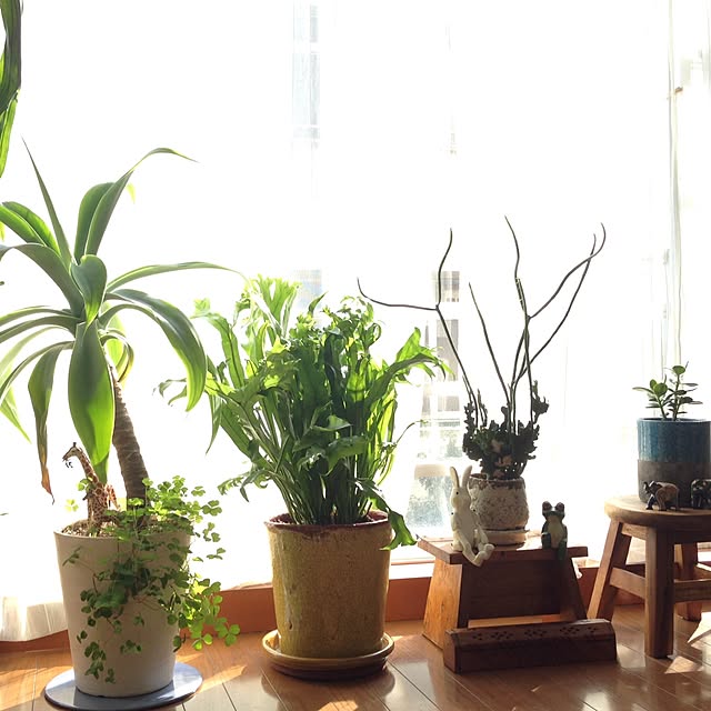 リビング/ナチュラル/観葉植物/多肉植物/NO GREEN NO LIFE...などのインテリア実例 - 2015-04-11 23:07:52
