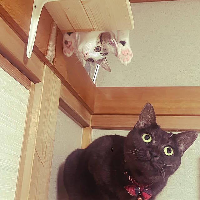 tommysobacさんの実例写真