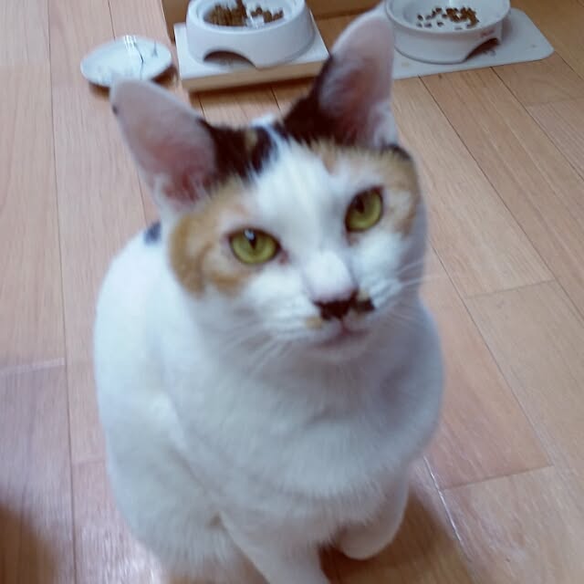 chatnoirさんの実例写真