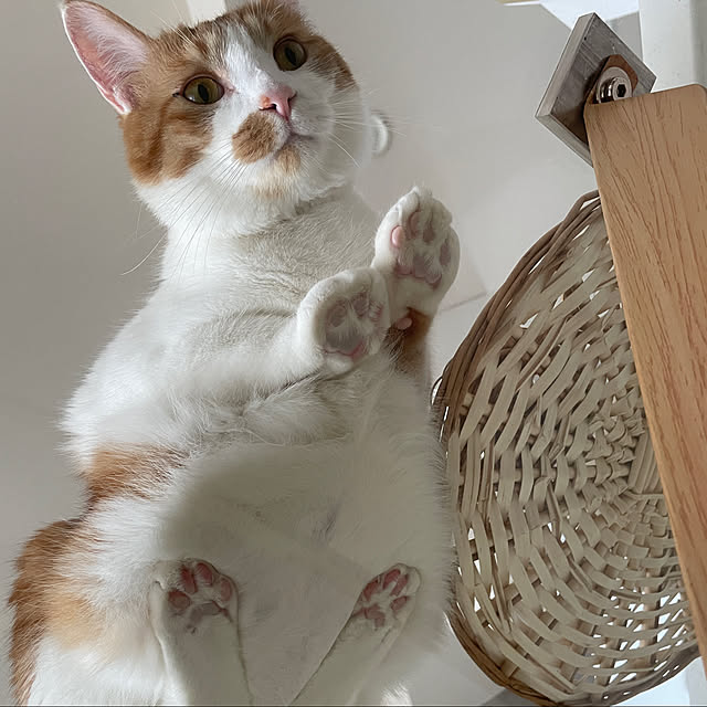 Ayakaさんの実例写真