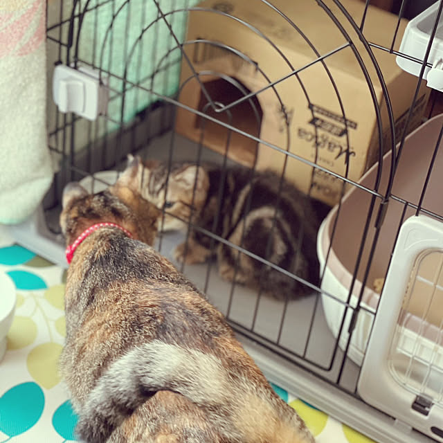 chiiさんの部屋