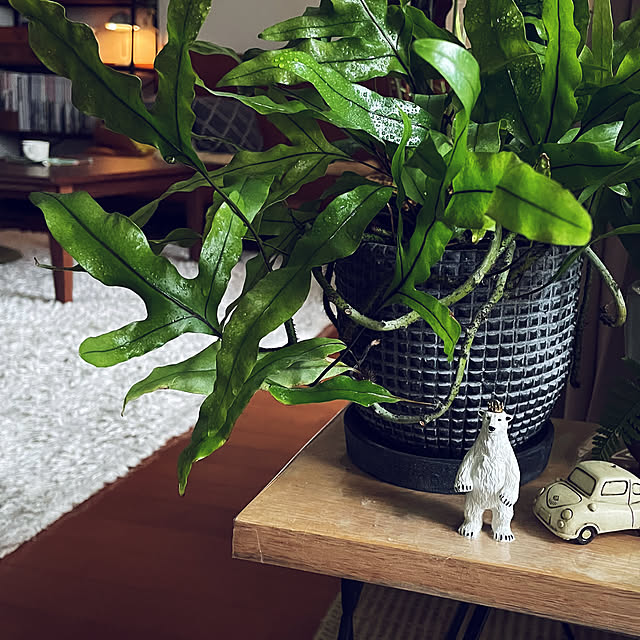 miyamiyaさんの実例写真