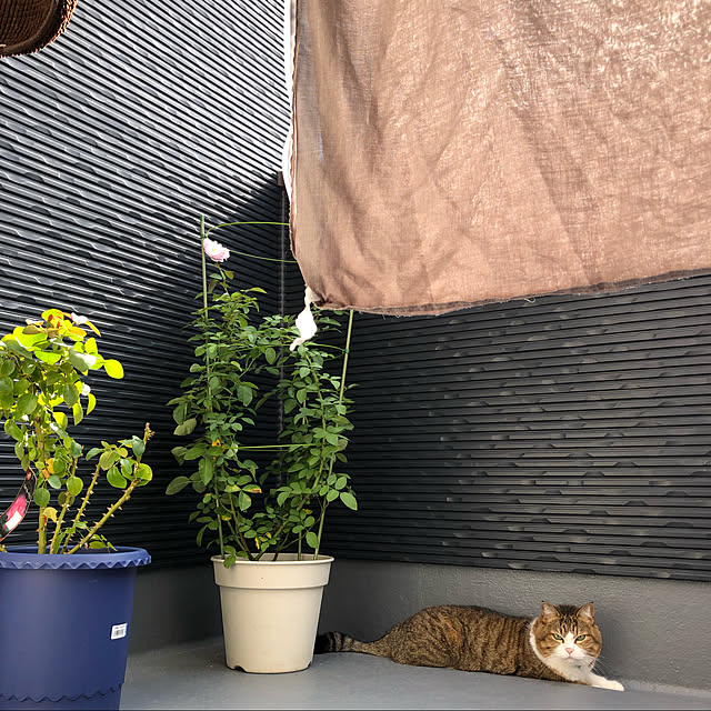 chacoさんの実例写真