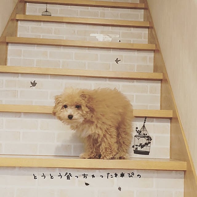 honohonoさんの実例写真