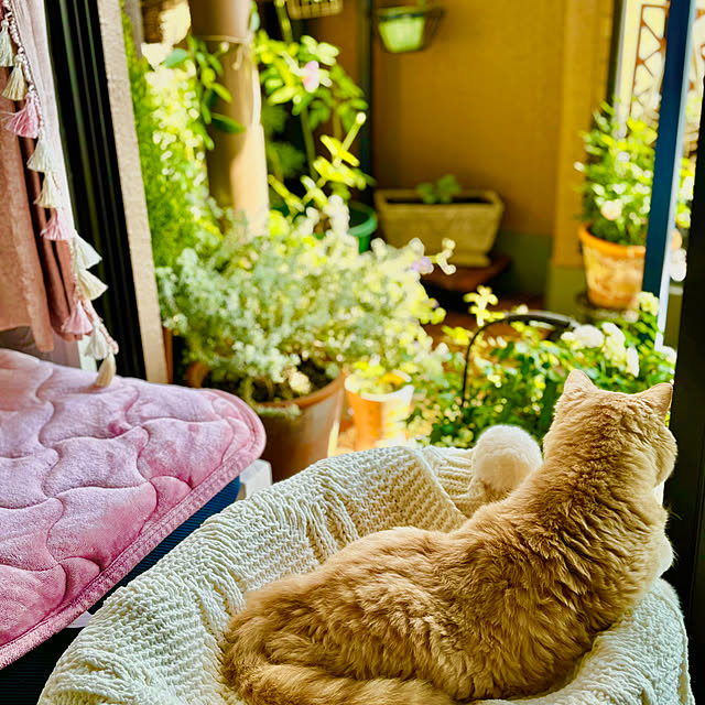 naokoさんの実例写真