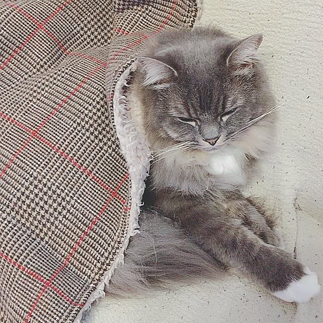 mii-tanさんの実例写真