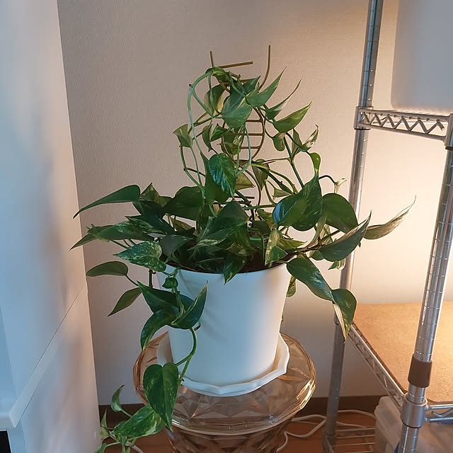 miyocoさんの実例写真