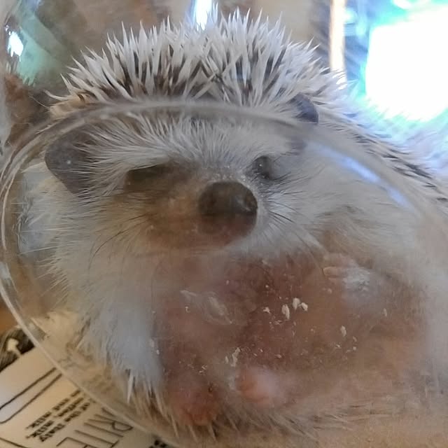 tomominさんの実例写真