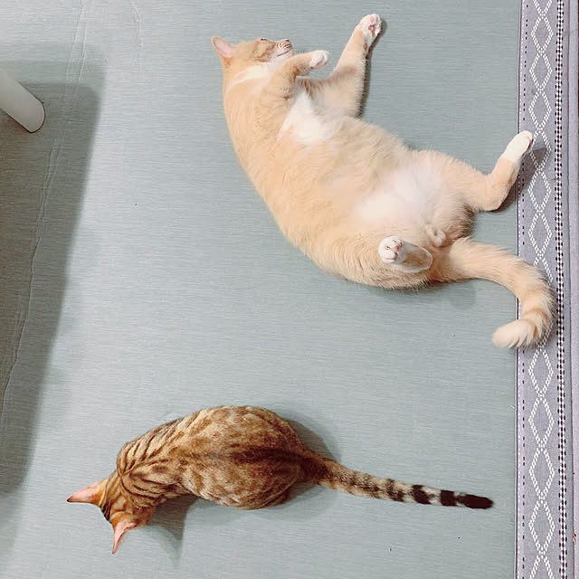 Tomoeさんの実例写真