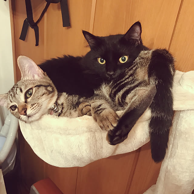 emikoさんの実例写真