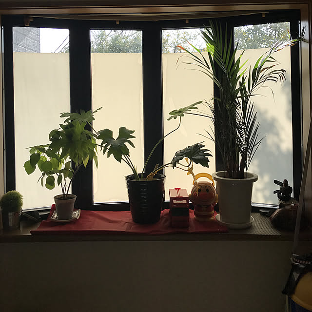 リビング/観葉植物のインテリア実例 - 2018-12-18 11:23:45