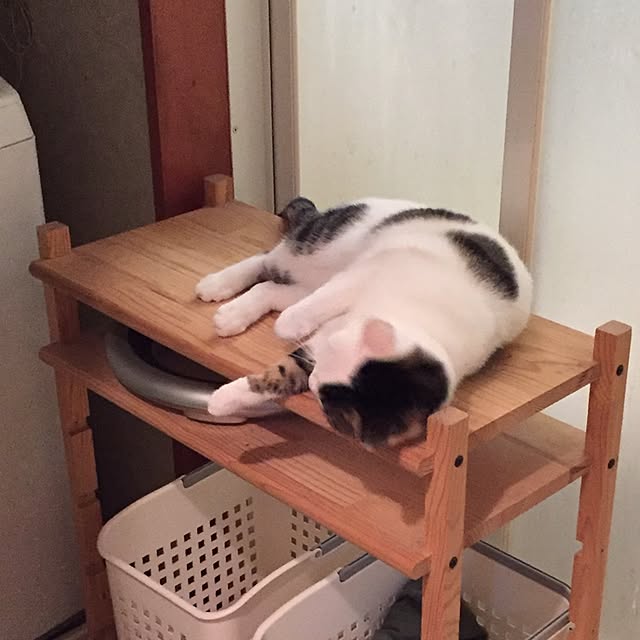 yocchiさんの実例写真