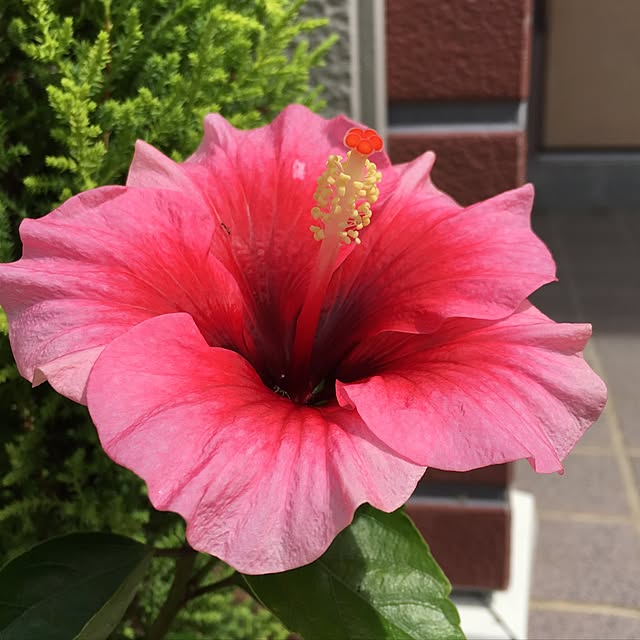Erikoさんの実例写真