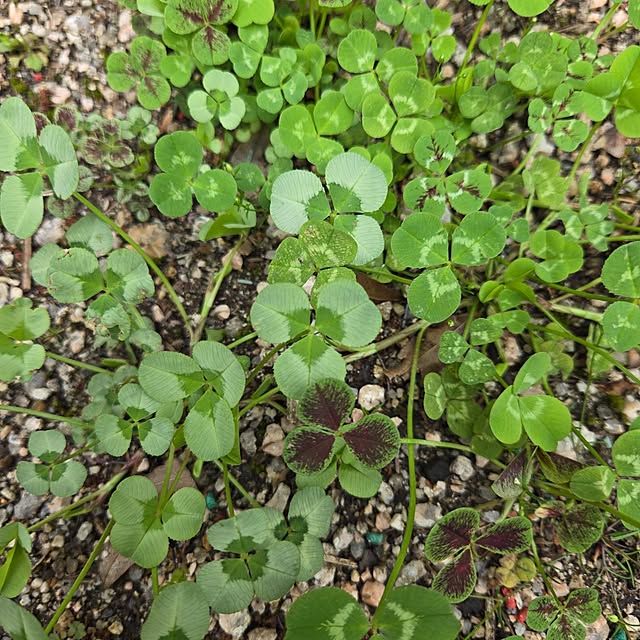 min_nimさんの部屋