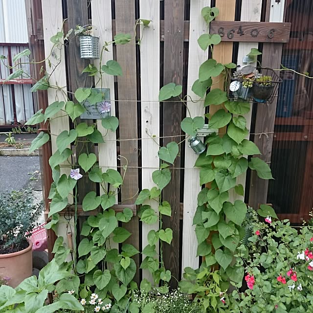 Mikaさんの実例写真