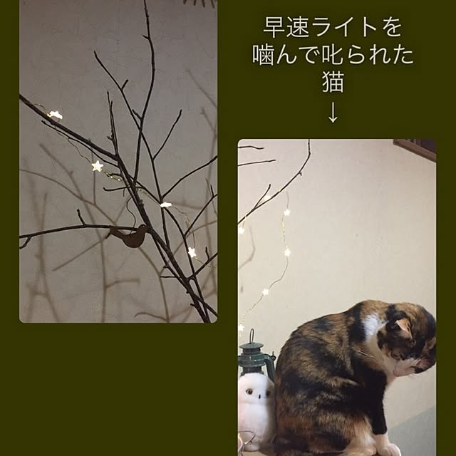 mayugonさんの実例写真