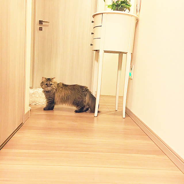 musicsukiさんの実例写真