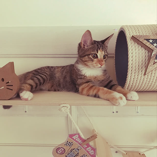mikaさんの実例写真