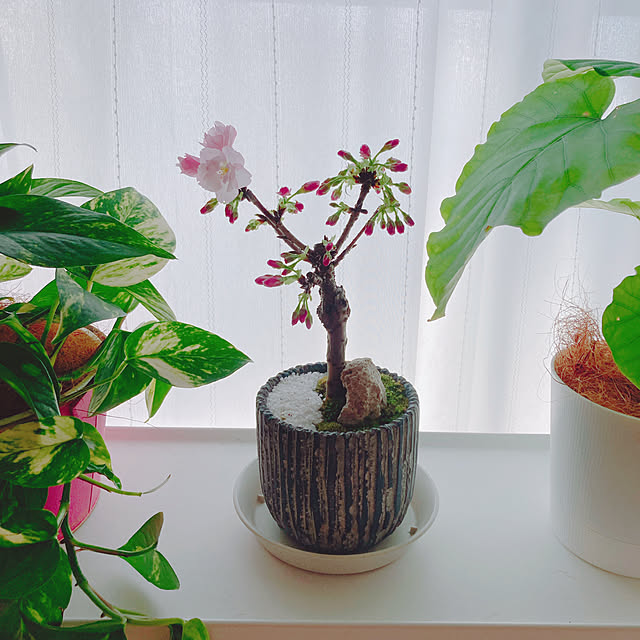 yuyuさんの部屋