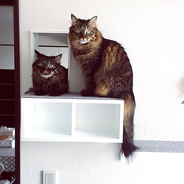 theo_nazcaさんの実例写真