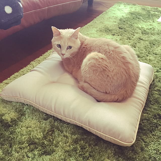 Maiさんの実例写真