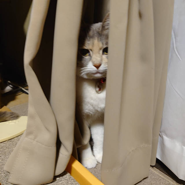 fukuさんの実例写真