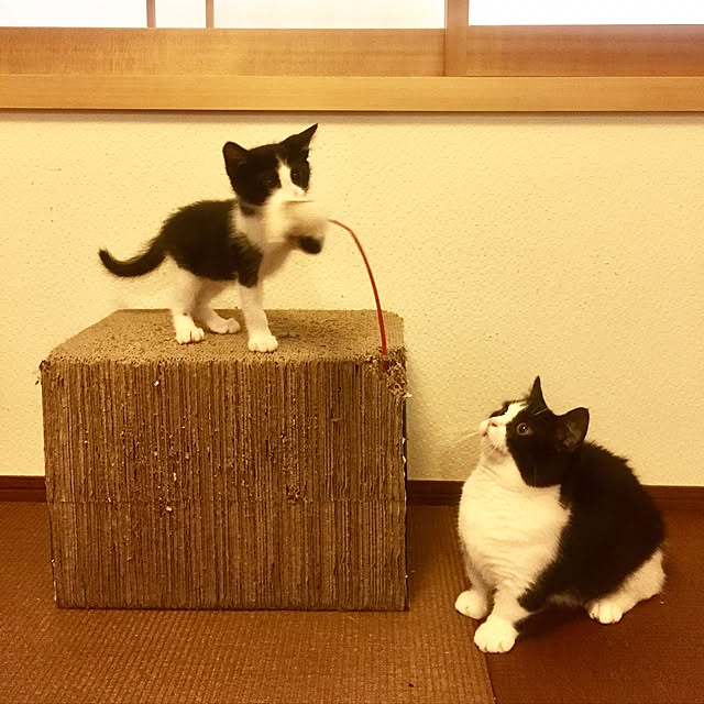 butachanさんの実例写真