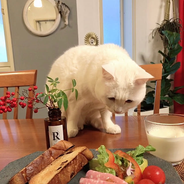 nyanko-beamさんの実例写真