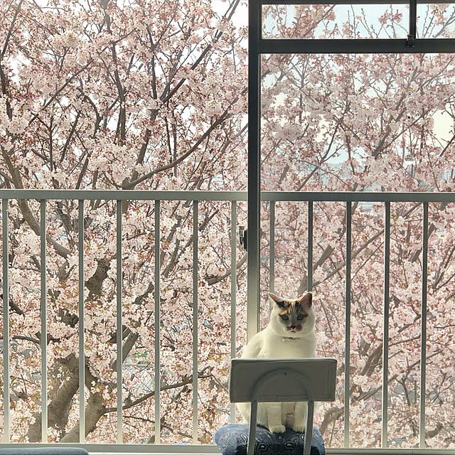 ねこと共同生活。/ねこのいる生活/ねこと暮らす/ねことここちよく暮らす/ねこ♡...などのインテリア実例 - 2022-04-16 23:12:12
