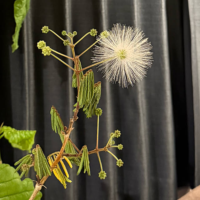 机/花の香り/心地よい暮らし/ねむの木　白花のインテリア実例 - 2025-05-29 00:52:23