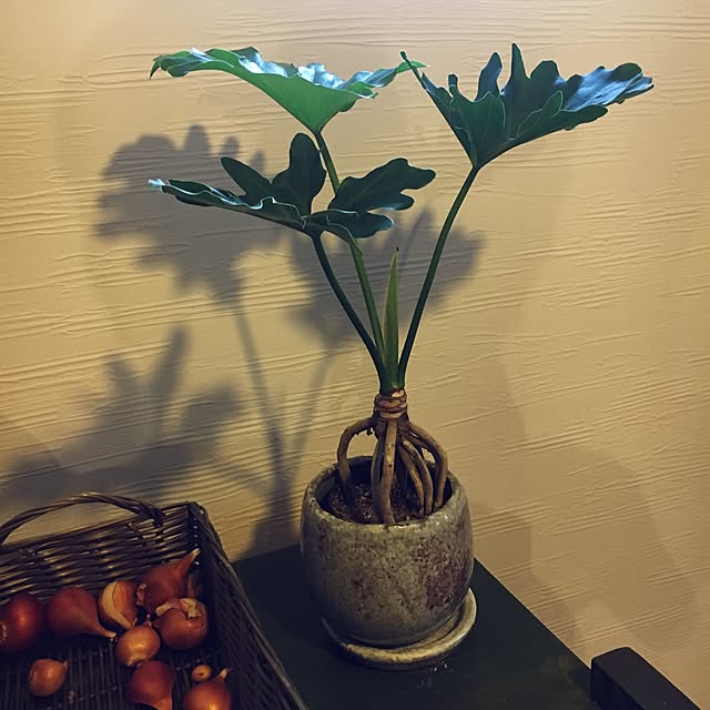 cocco0505さんの実例写真