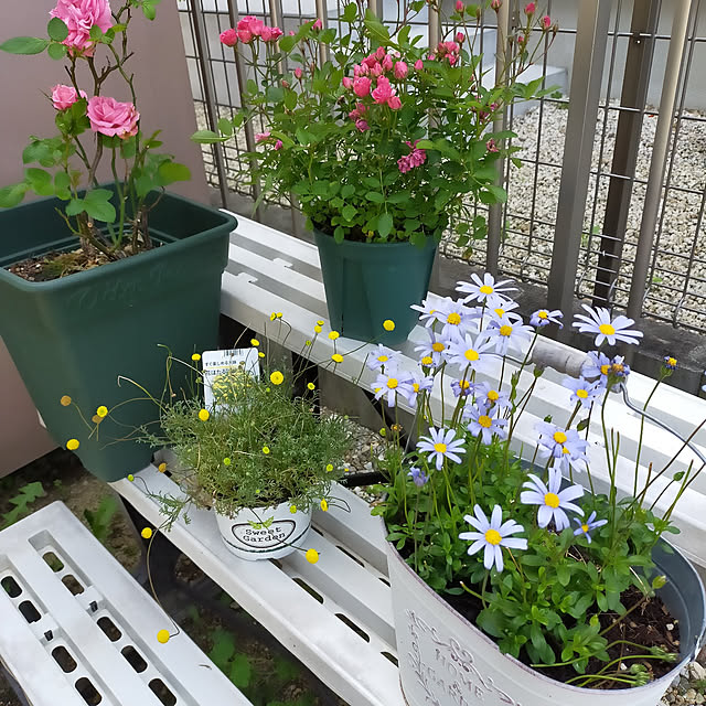 akanegumoさんの実例写真