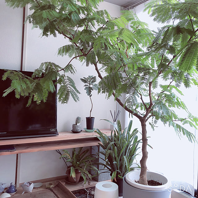 nekoyamaさんの実例写真