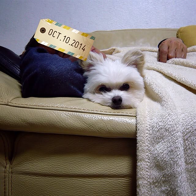ksyanさんの実例写真