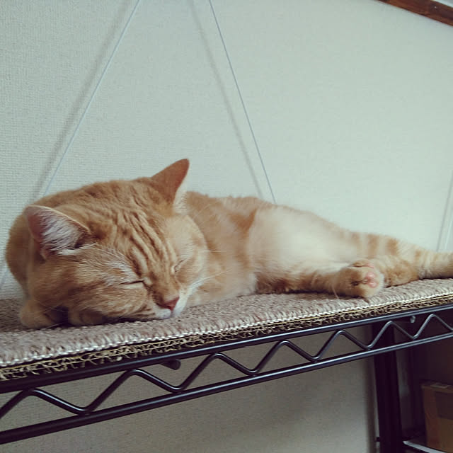 mntcさんの実例写真