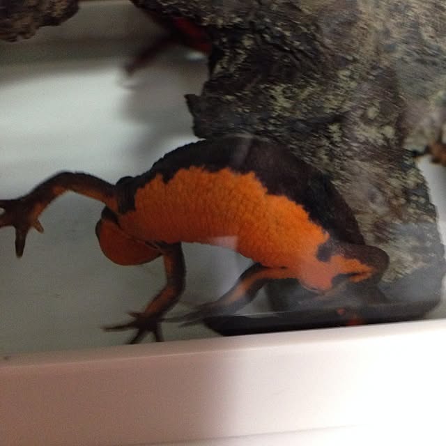 ALPSさんの実例写真