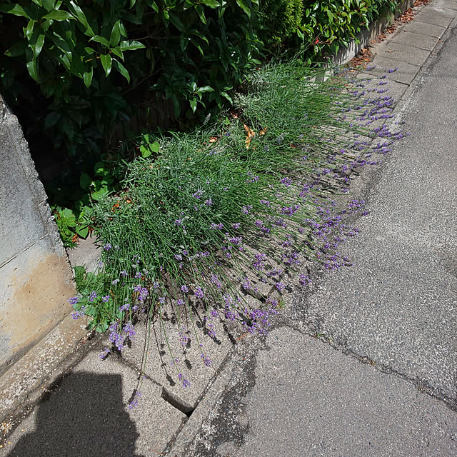 KOHAKUさんの実例写真