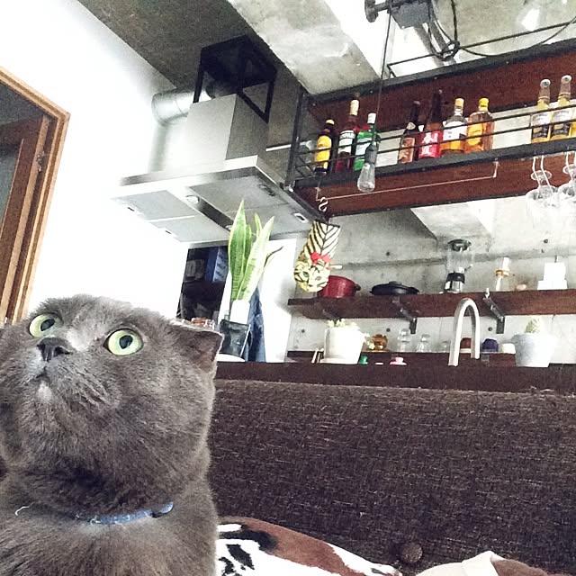 torinokoさんの実例写真