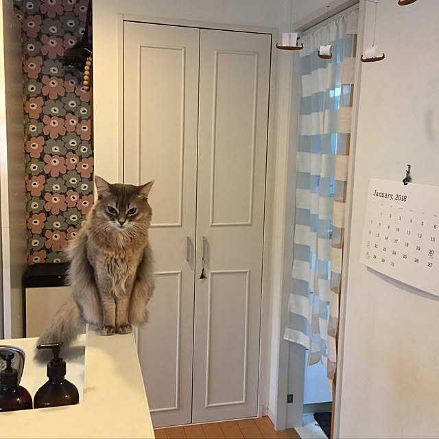shihoさんの実例写真