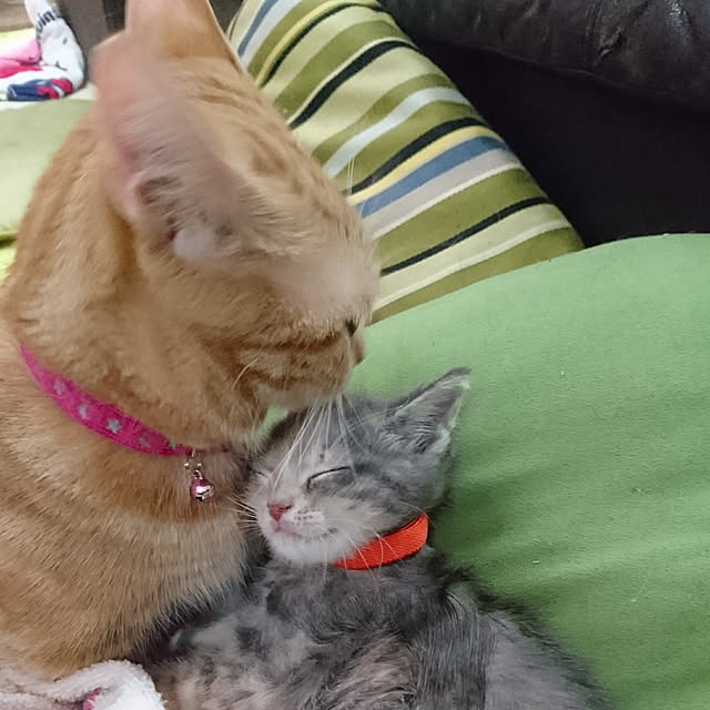 shinobuさんの実例写真