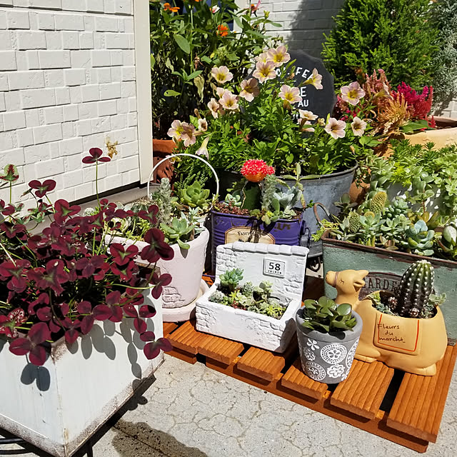多肉寄せ植え セダムモリモリのおすすめ商品とおしゃれな実例 多肉寄せ植え セダムモリモリのおすすめ商品とおしゃれな実例