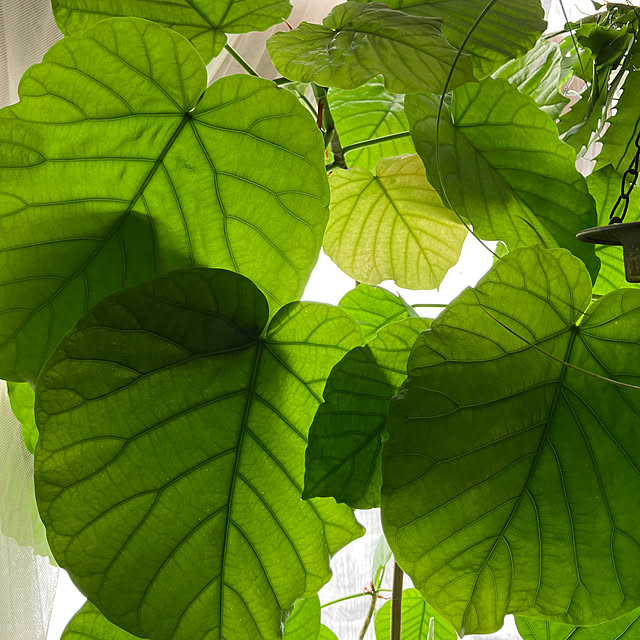 ganchan_0910さんの部屋