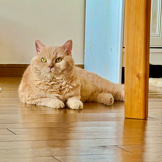 naokoさんの実例写真