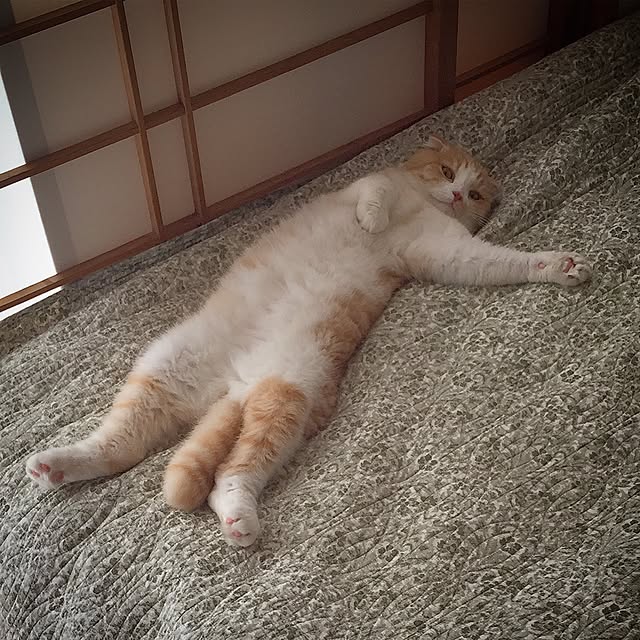 mochiさんの実例写真