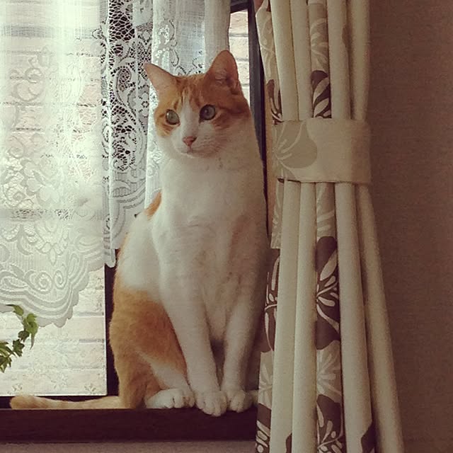 Kinanさんの実例写真